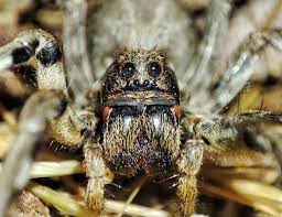 araña