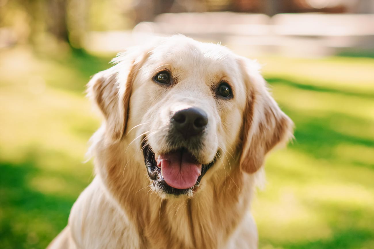 Perro