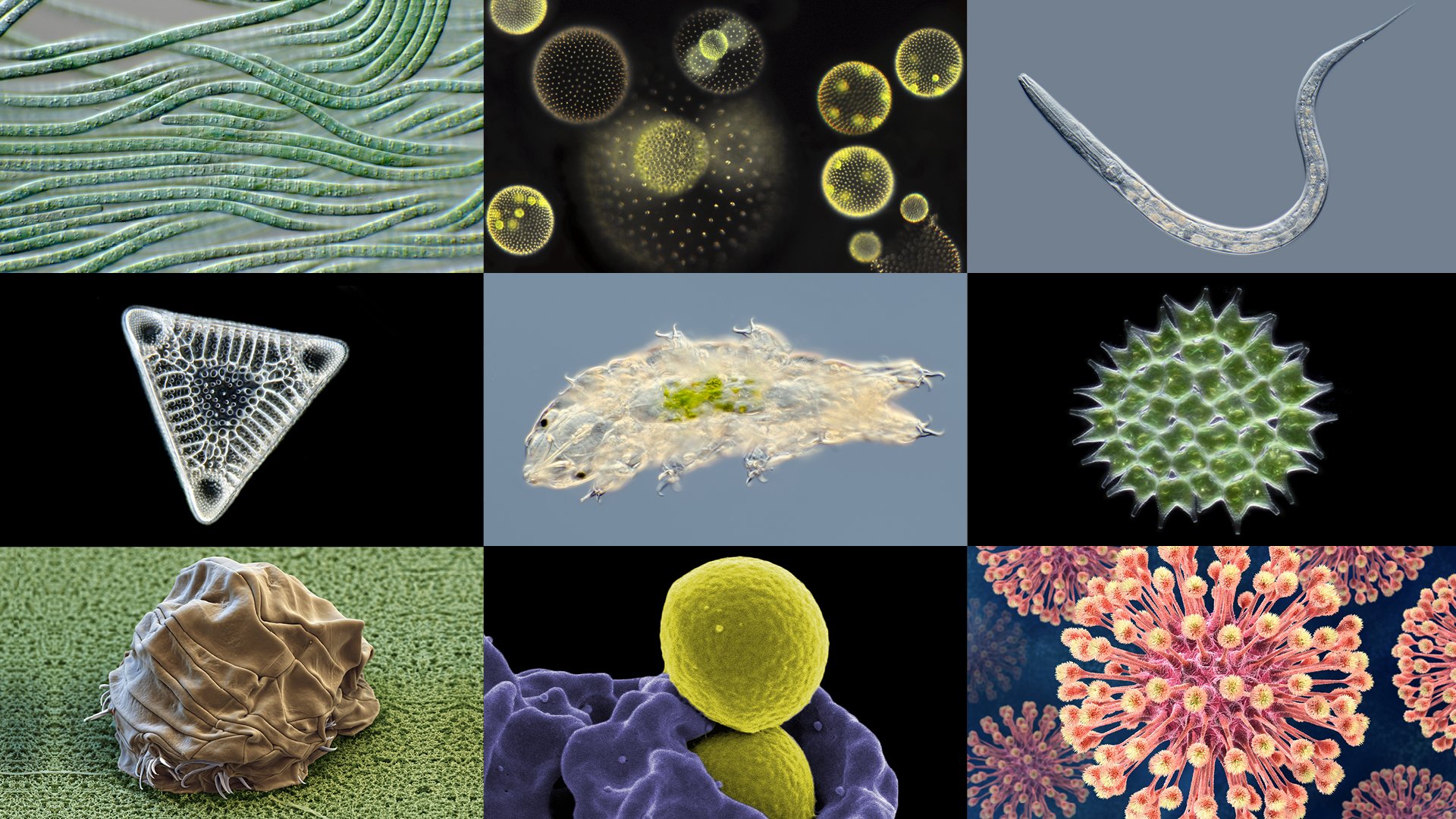 microorganismos