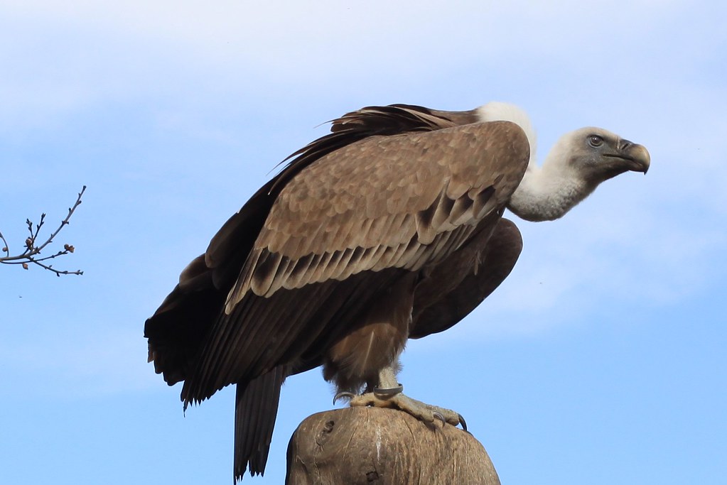 Vulture