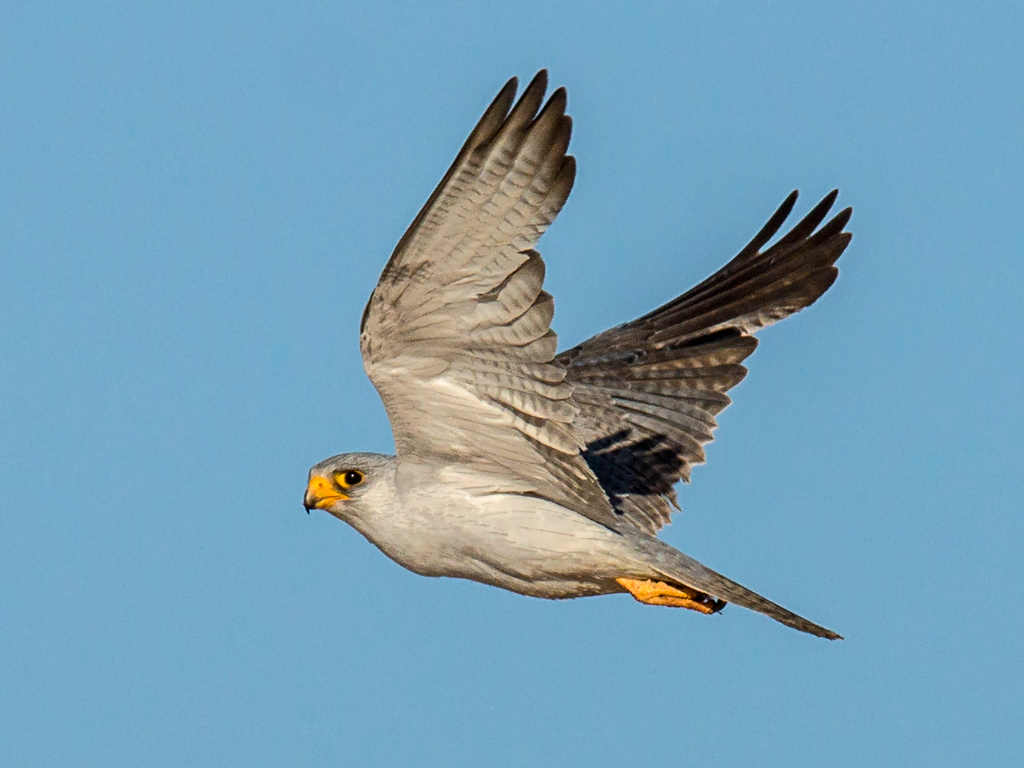 Falcon