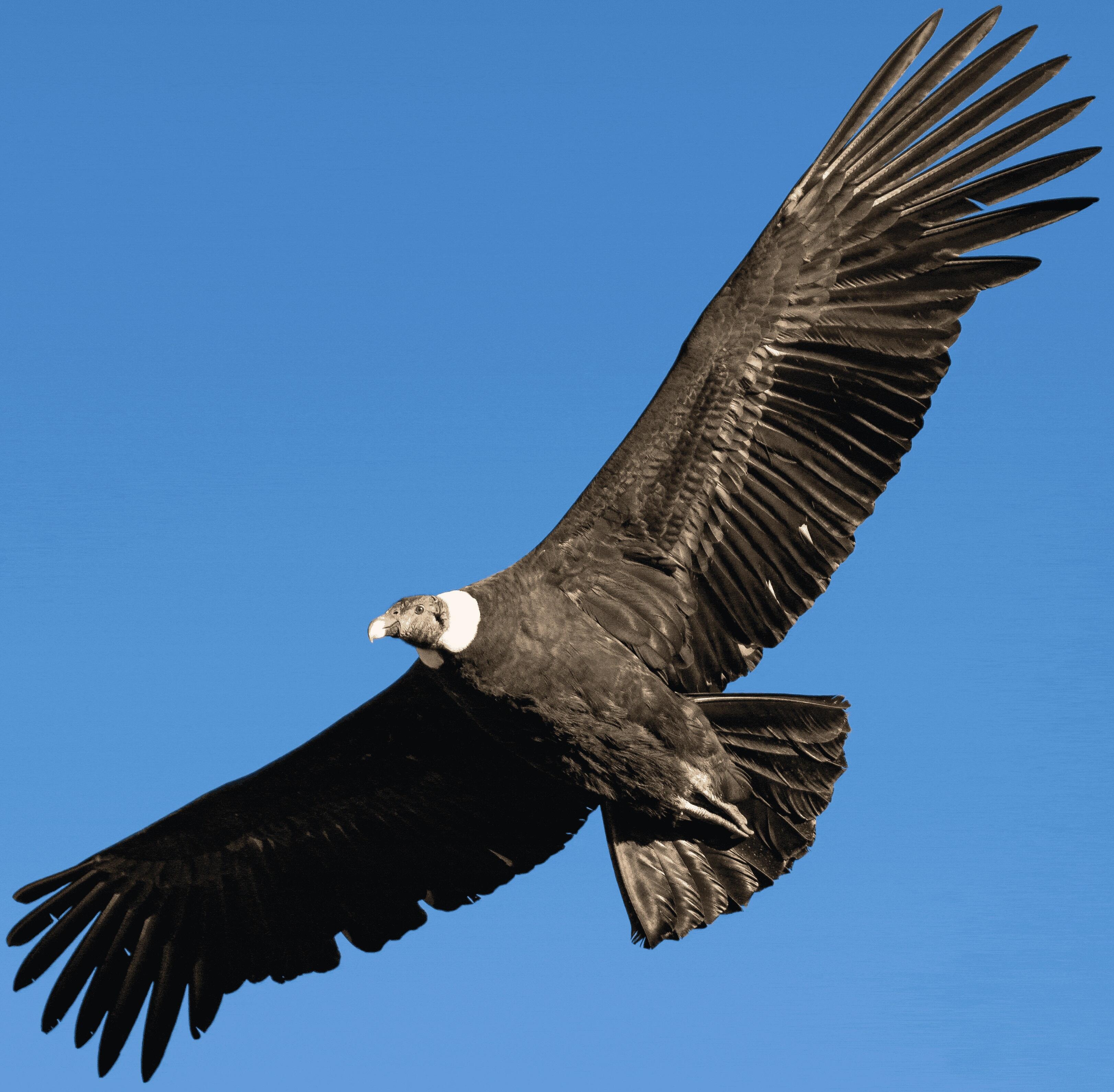 Condor