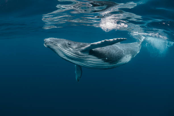ballena