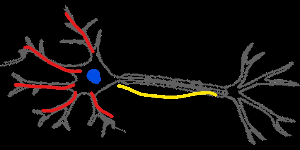 neurona