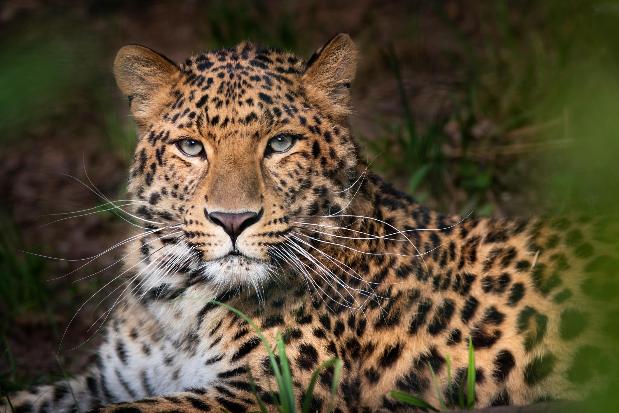 leopardo