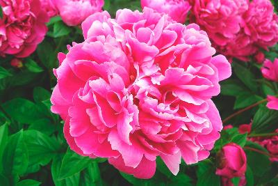 PEONIA
