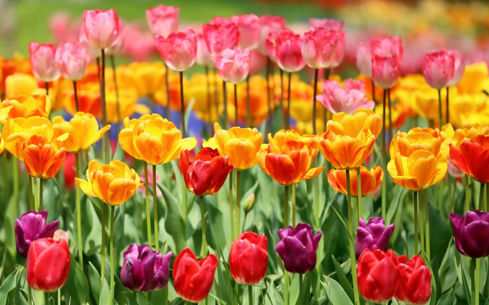 Flores