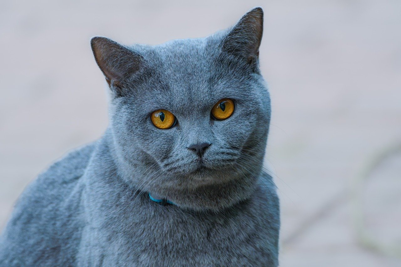 gato gris