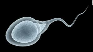 Gameto masculino, espermatozoide