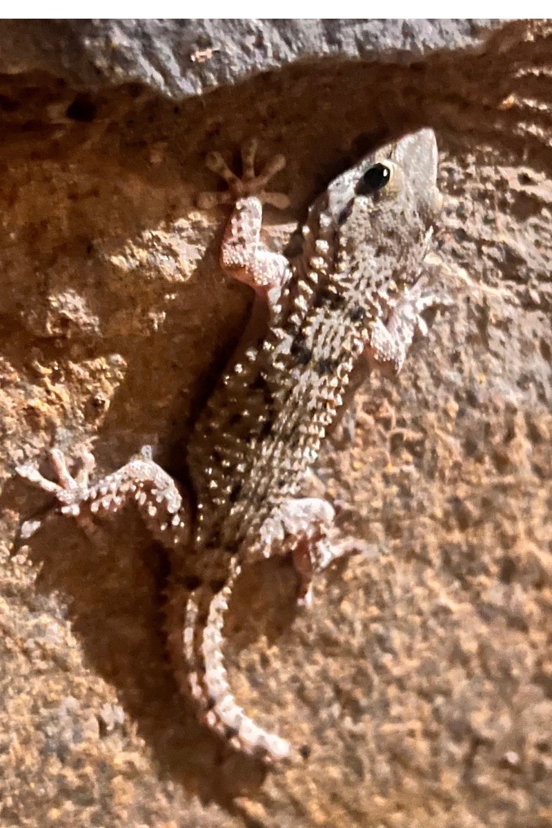 Salamanquesa
