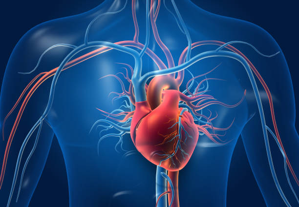 CORAZÓN 