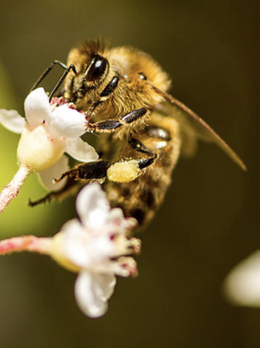 Abejas
