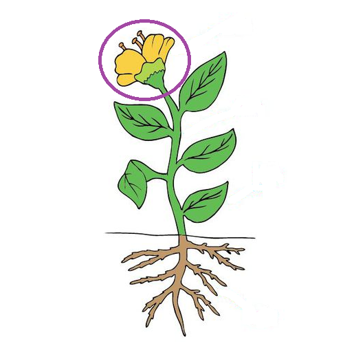 PLANTAS