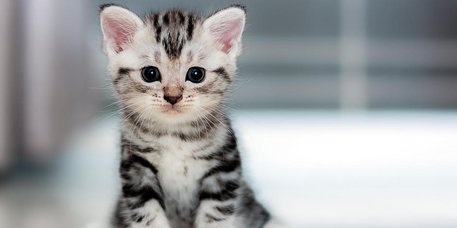 Gatito