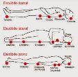 posicion cuerpo
