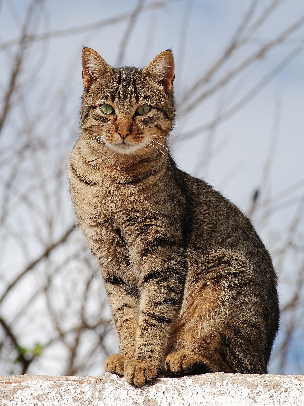 Gato