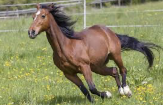 Caballo