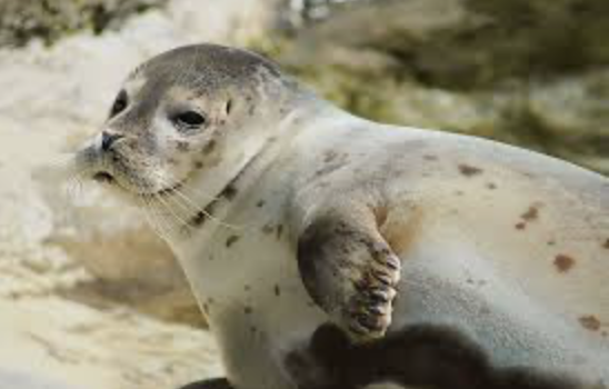 Foca