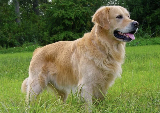 Perro