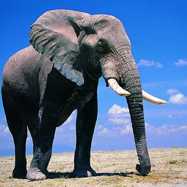 Elefante