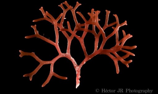 Alga roja