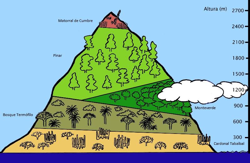 PISOS BIOCLIMÁTICOS DE CANARIAS