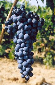 Tempranillo