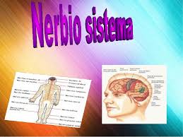 Nerbio-sistema
