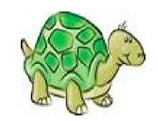 tortue