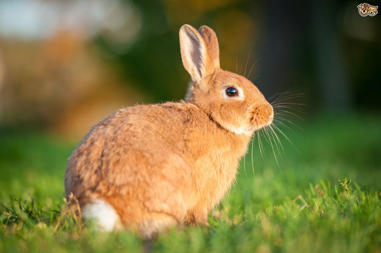 LAPIN