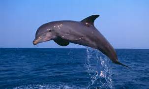 DOPHIN