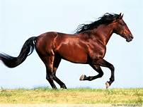 CHEVAL