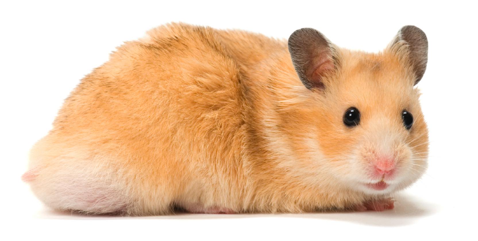 HAMSTER