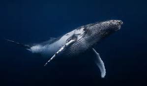 BALEINE