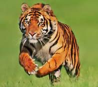 TIGRE