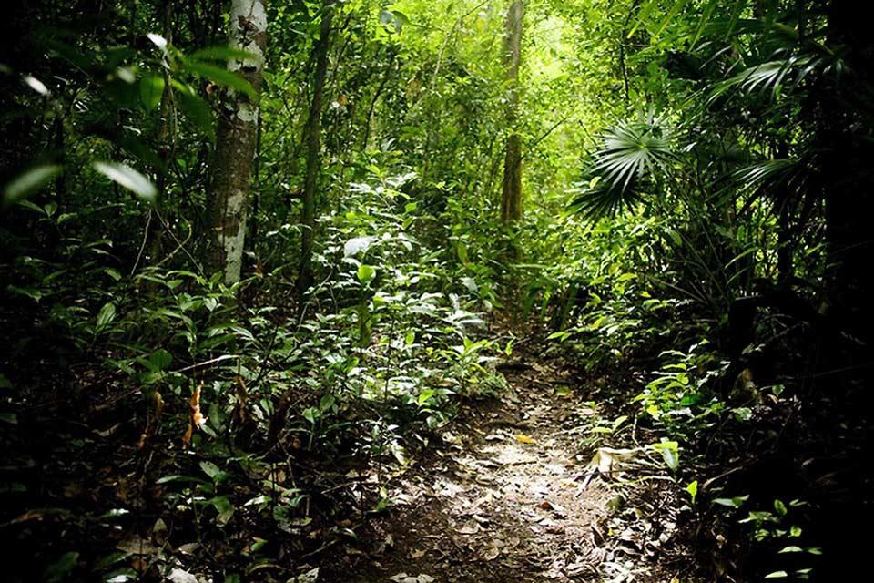 selva
