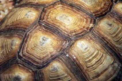 tortuga