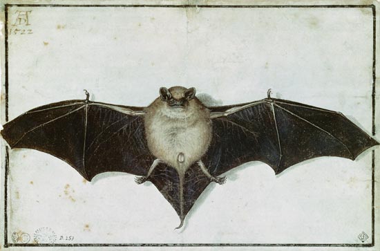 murciélago
