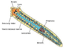 Platelminto