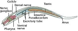 Nematodo