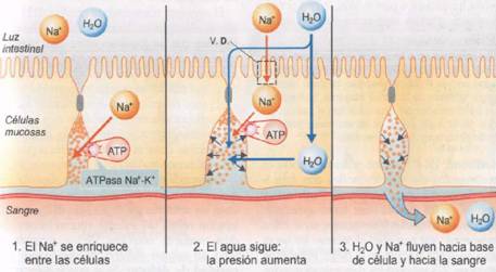 7_absorcion H2O