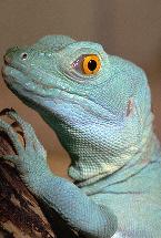 reptil