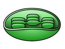 cloroplasto