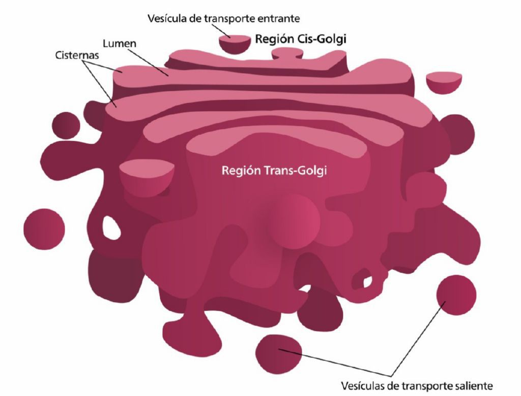 golgi