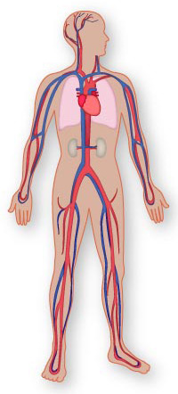 Body