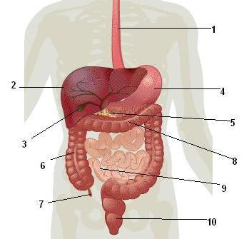 digestivo num
