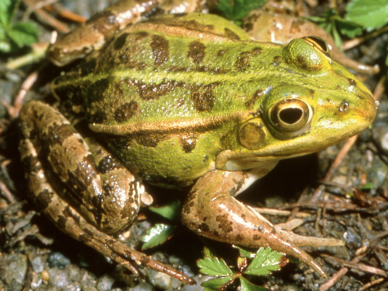 Igela