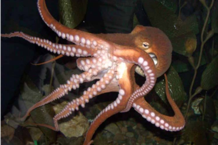 Olagarroa