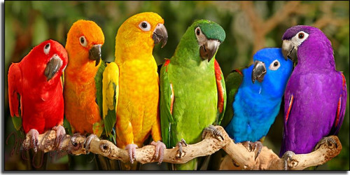 loros