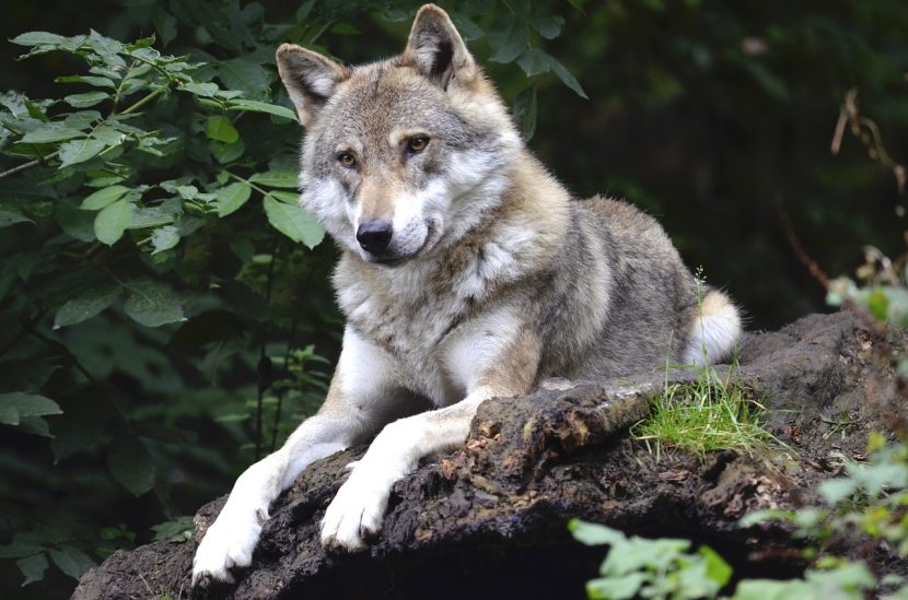 lobo